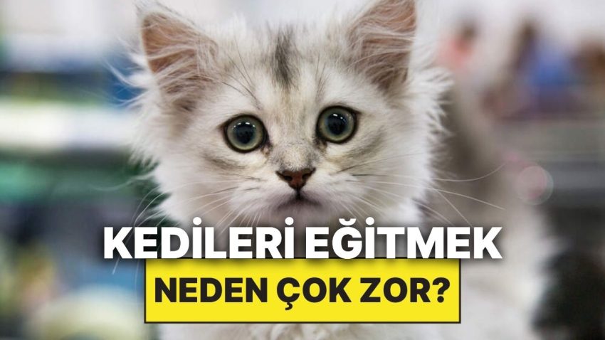 Kediler Neden Tıpkı Köpekler Üzere Kolay Eğitilemiyor?
