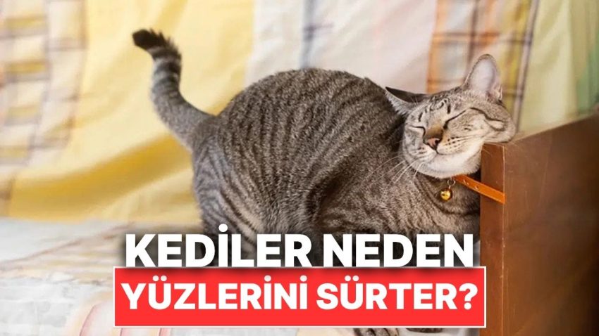 Kediler Neden Yüzlerini Köşelere Sürter?