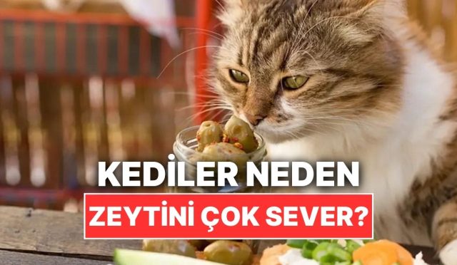 kediler-neden-zeytini-bu-kadar-cok-sever-H5iudmvu.jpg