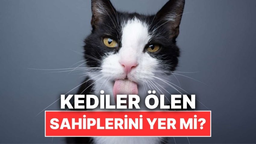 Kediler Ölen Sahiplerini Sahiden Yer mi?