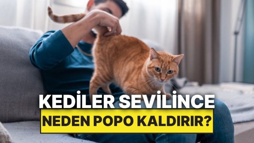 Kediler Onları Sevdiğimizde Neden Popo Kaldırır?