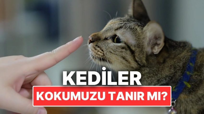 Kediler Sahiplerini Kokularından Tanıyabiliyor mu?