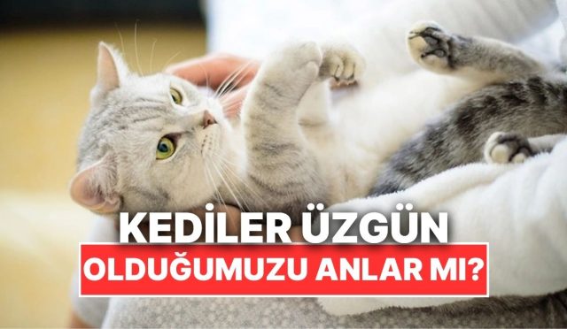 kediler-sahiplerinin-his-durumlarini-anlar-mi-bFJ2idsW.jpg