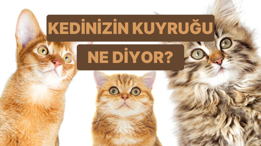 Kedinin Lisanını Anlamak İster misin? Kuyruk Hareketlerinin Manaları