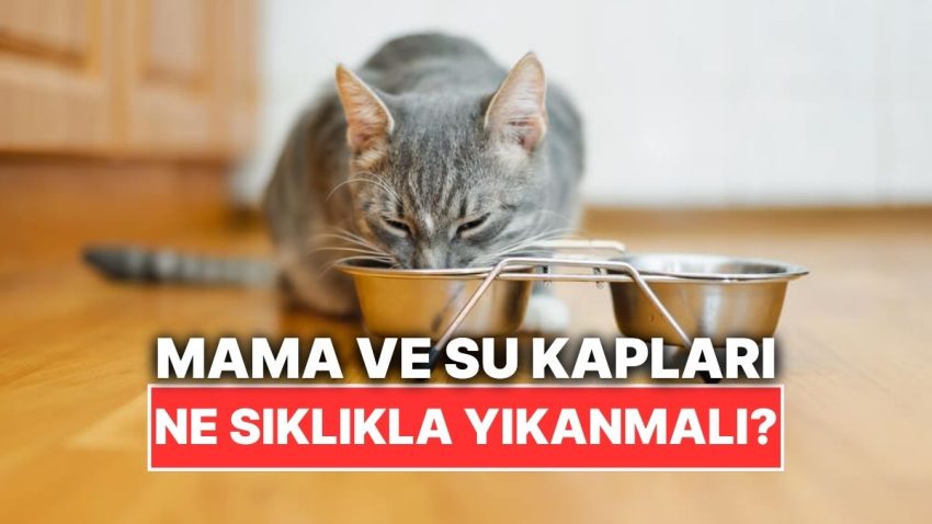 Kedinizin Mama ve Su Kabını Ne Sıklıkla Yıkamalısınız?