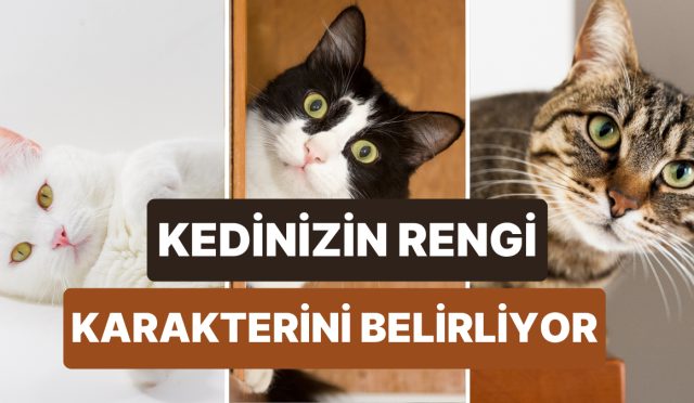 kedinizin-rengi-karakteri-hakkinda-cok-sey-ogrenmenizi-sagliyor-SL1Ksc2a.jpg