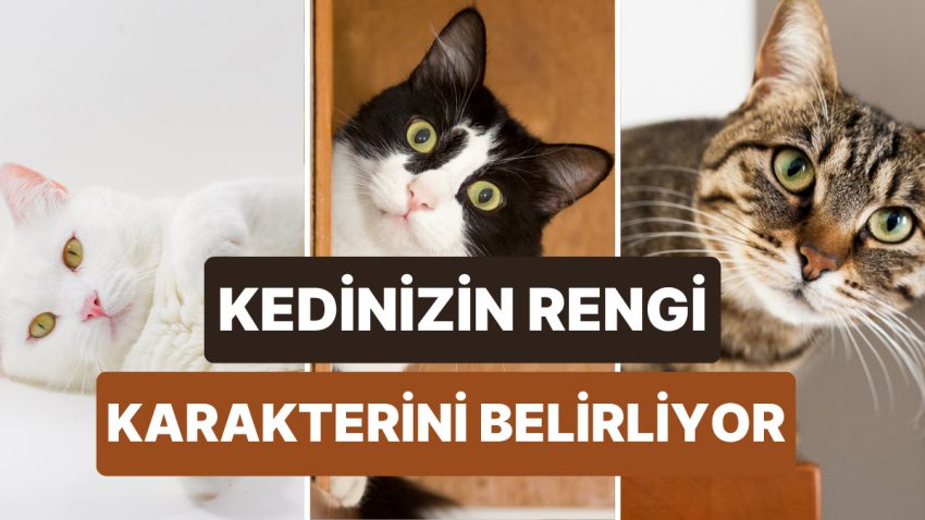 Kedinizin Rengi Karakteri Hakkında Çok Şey Öğrenmenizi Sağlıyor!