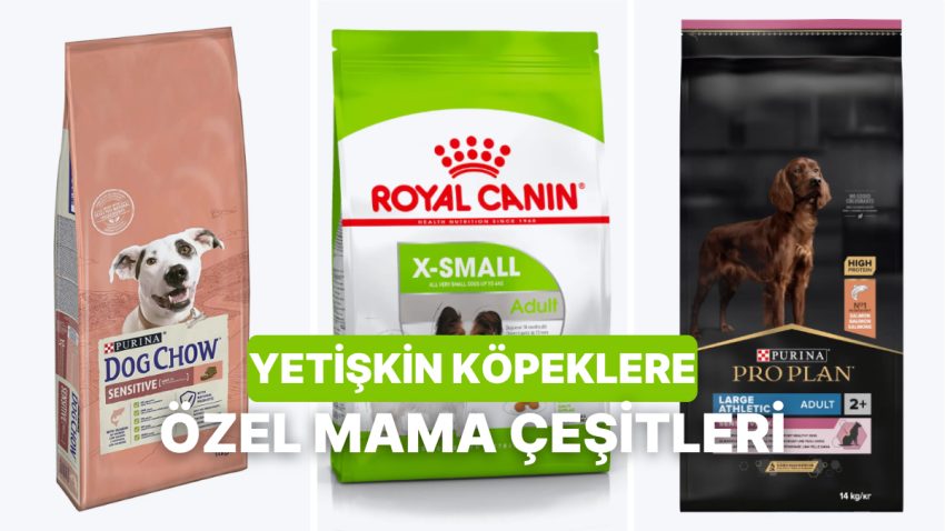 Köpeğiniz İçin Hakikat Yetişkin Maması Hangisi? Ayrıntıları Burada!