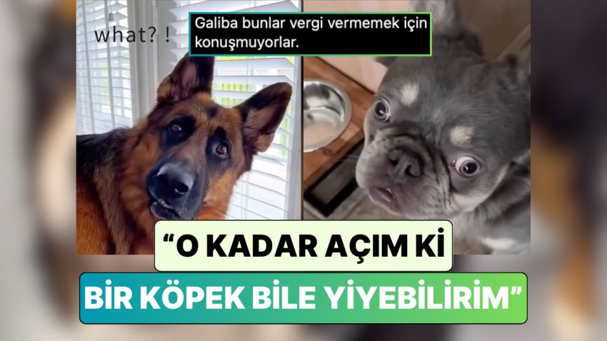 Köpek Sahipleri Patili Dostlarına “O Kadar Açım ki Bir Köpek Bile Yiyebilirim” Diyerek Yansılarını Kaydetti