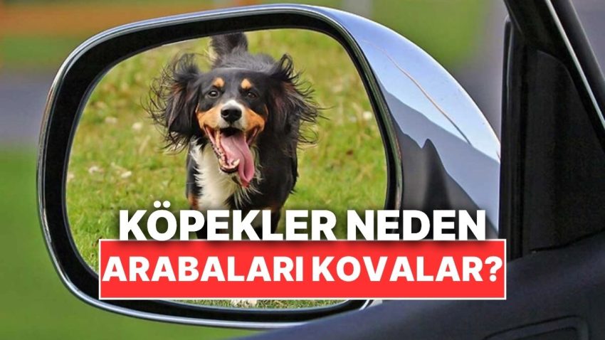 Köpekler Neden Hareket Halindeki Otomobillere Havlayıp Onları Kovalar?