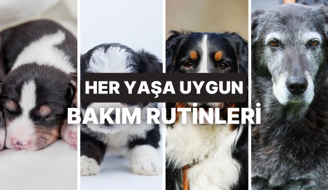 kopeklerin-yasina-nazaran-gereksinim-duydugu-bakim-rutinleri-kbQPQ97W.jpg