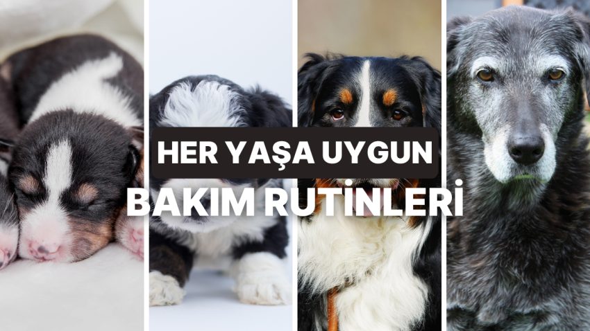 Köpeklerin Yaşına Nazaran Gereksinim Duyduğu Bakım Rutinleri
