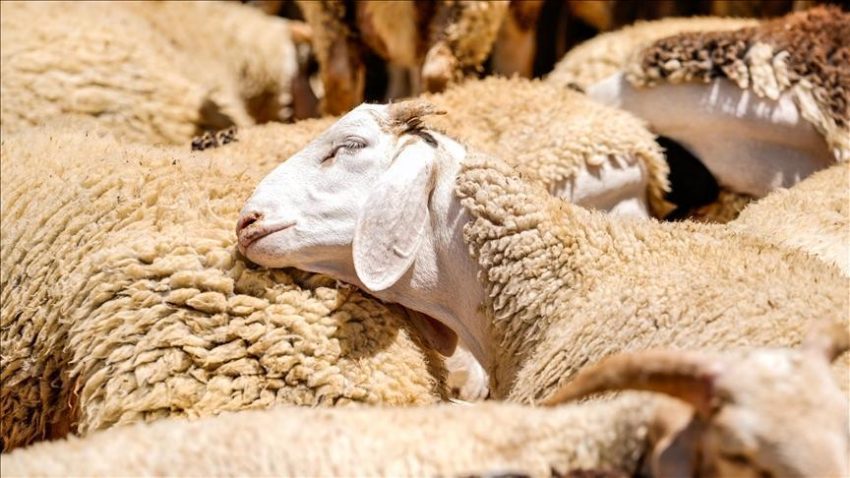 Küçükbaş kurbanlık arzında kahır beklenmiyor – Düzgün Haber