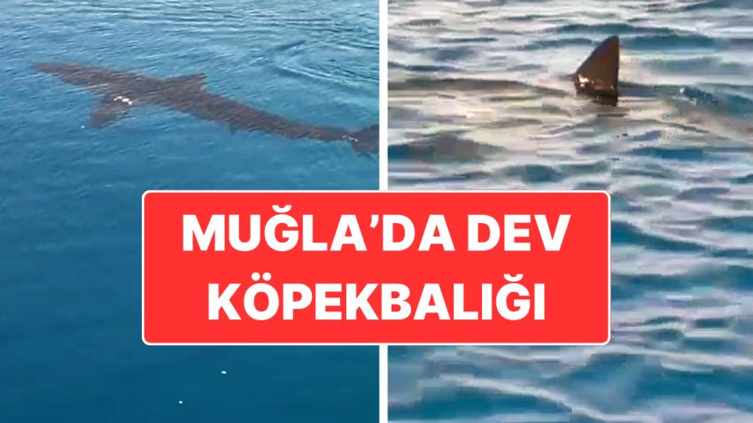 Muğla’da Köpekbalığı Heyecanı: Tekne Tipi Yapan Turistler Kaydetti