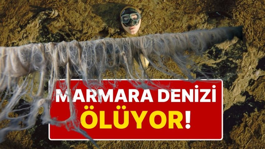 Şahika Ercümen Marmara Denizi’ne Daldı, Müsilaj Felaketi Ortaya Çıktı: “Felaket Boyutunda Bir Durum Var”