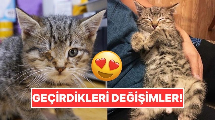 Sahiplendikleri Hayvanların Evvelki ve Sonraki Hallerini Paylaşarak Kalp Isıtan Kullanıcılar