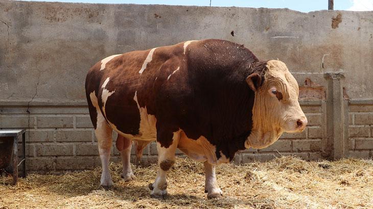 Şampiyon boğa ‘Poyraz’, 540 bin TL’ye alıcısını buldu – Düzgün Haber
