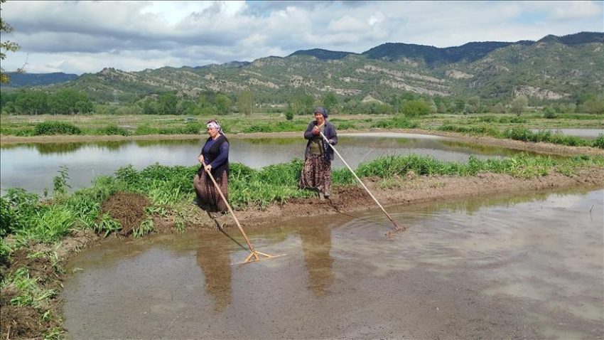 Sinop’ta 18 bin dekar alanda çeltik ekimine başlandı – Düzgün Haber
