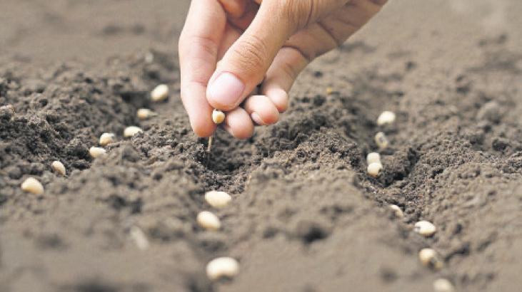 Tohumculukta gelişme sürüyor – Düzgün Haber