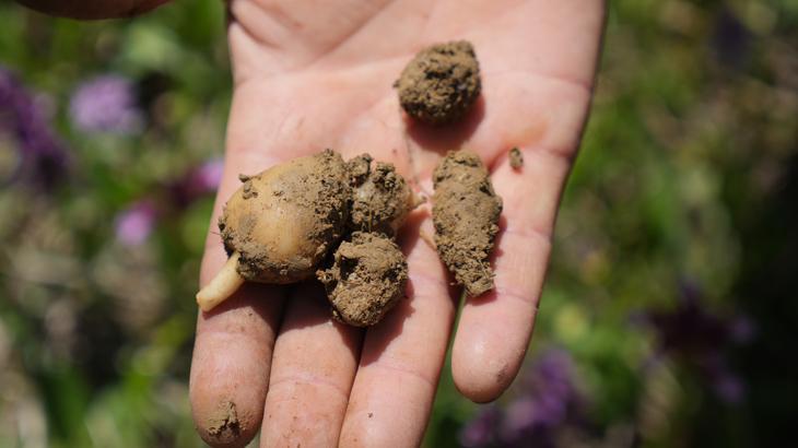 ‘Topraktan çıkan altın’ diye tabir ediliyor! Kilosu 3 bin lira – Düzgün Haber
