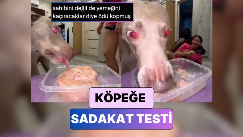 Umrunda Bile Olmadı: Bir Bayan Köpeğinin Önüne Yemek Koyup Kaçırılma Numarası Yaptı