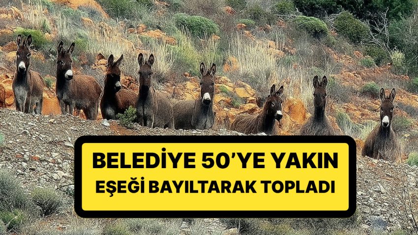 Valilik Harekete Geçti: Belediye, 50’ye Yakın Eşeği Bayıltarak Topladı