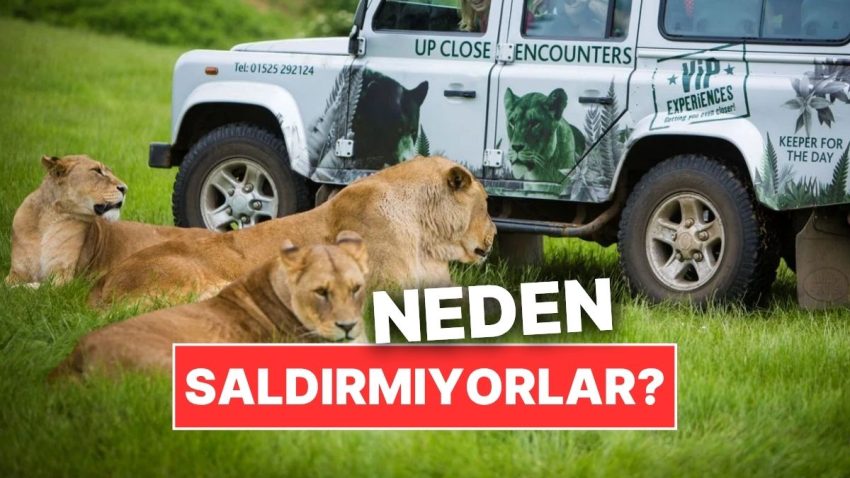 Yabanî Hayvanlar Neden Safari Araçlarına Saldırmıyor?