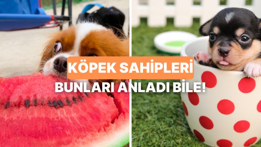Yalnızca Şapşal Bir Köpekle Yaşayanların Anlayabileceği Şeyler