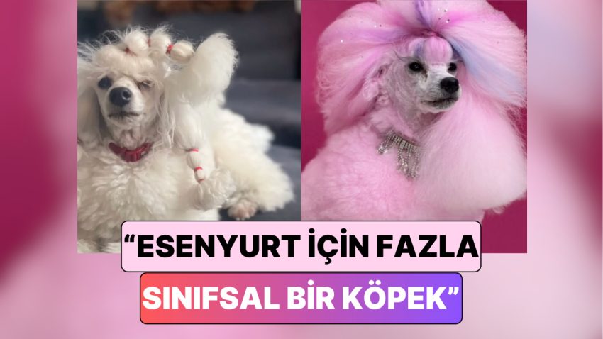 Yürüyen Pamuk Şeker: Türkiye’de Bir Köpek Kuaförü Mia’ya Yaptığı Tasarımı Paylaştı