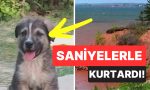 5-aylik-kopek-cikan-heyelanda-67-kisinin-hayatini-kurtardi-TY8fKQv7.jpg