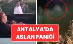 antalyada-aslan-panigi-saldirdigi-ciftci-agir-yaralandi-yOmqwB2Z.jpg