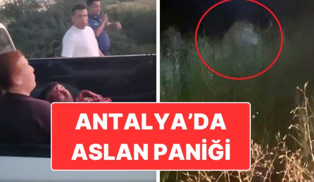 antalyada-aslan-panigi-saldirdigi-ciftci-agir-yaralandi-yOmqwB2Z.jpg