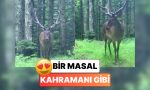 bu-nasil-asalet-bursada-fotokapana-yakalanan-geyik-pozunu-verip-agaclarin-ortasinda-kayboldu-VuIF7JOU.jpg