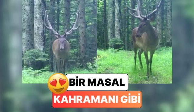 bu-nasil-asalet-bursada-fotokapana-yakalanan-geyik-pozunu-verip-agaclarin-ortasinda-kayboldu-VuIF7JOU.jpg