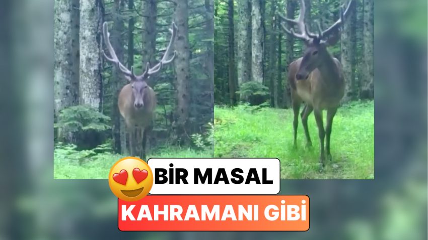 Bu Nasıl Asalet? Bursa’da Fotokapana Yakalanan Geyik Pozunu Verip Ağaçların Ortasında Kayboldu