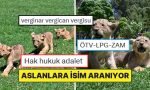 cumhurbaskani-erdogana-armagan-edilen-aslanlarin-yavrularina-isim-araniyor-FaBLJtWO.jpg