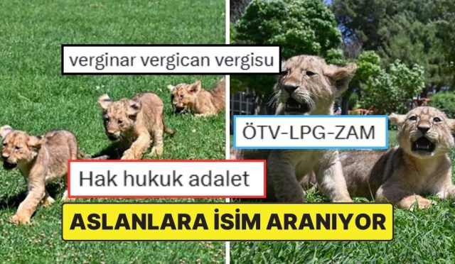 cumhurbaskani-erdogana-armagan-edilen-aslanlarin-yavrularina-isim-araniyor-FaBLJtWO.jpg