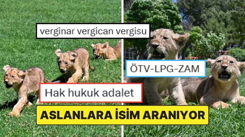 Cumhurbaşkanı Erdoğan’a Armağan Edilen Aslanların Yavrularına İsim Aranıyor