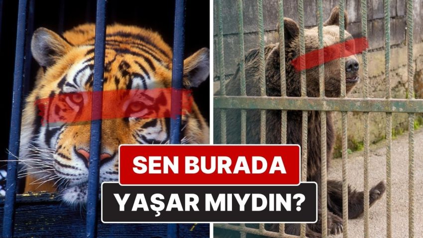 Hayvanat Bahçelerinin Karanlık Yüzü: Camın Arkasında Gördüğünüz Değil, Görmediğiniz Acı