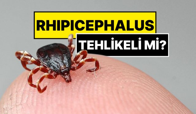 istanbulda-gorulen-kenenin-ismi-konuldu-rhipicephalus-Ajl9ZgPi.jpg