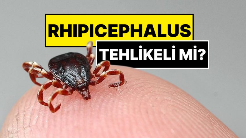 İstanbul’da Görülen Kenenin İsmi Konuldu: ‘Rhipicephalus’