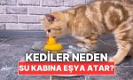 kediler-neden-bazen-su-kaplarinin-icine-esyalar-atar-qUKSij6X.jpg