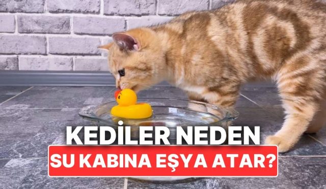 kediler-neden-bazen-su-kaplarinin-icine-esyalar-atar-qUKSij6X.jpg