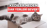kediler-neden-dar-yerlere-girmeyi-cok-sever-Xf5Jcz5b.jpg