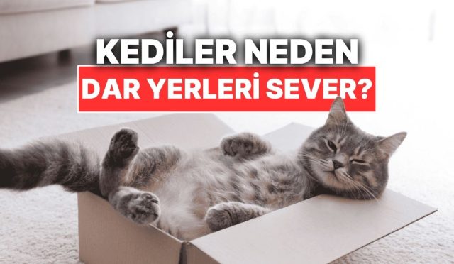 kediler-neden-dar-yerlere-girmeyi-cok-sever-Xf5Jcz5b.jpg
