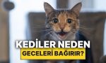 kediler-neden-geceleri-yuksek-sesle-miyavlar-WWJDr2XJ.jpg