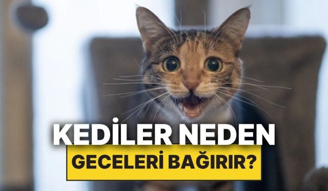 kediler-neden-geceleri-yuksek-sesle-miyavlar-WWJDr2XJ.jpg