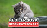 kediler-su-icmeden-evvel-neden-patilerini-suya-sokar-FdeYV5eM.jpg