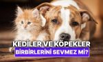 kediler-ve-kopekler-sahiden-birbirlerini-sevmez-mi-EL7TAqJV.jpg