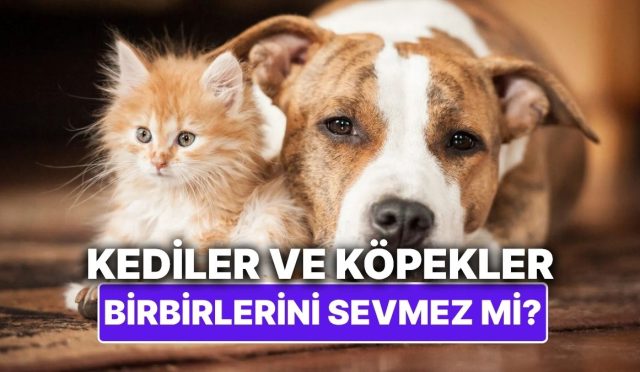 kediler-ve-kopekler-sahiden-birbirlerini-sevmez-mi-EL7TAqJV.jpg